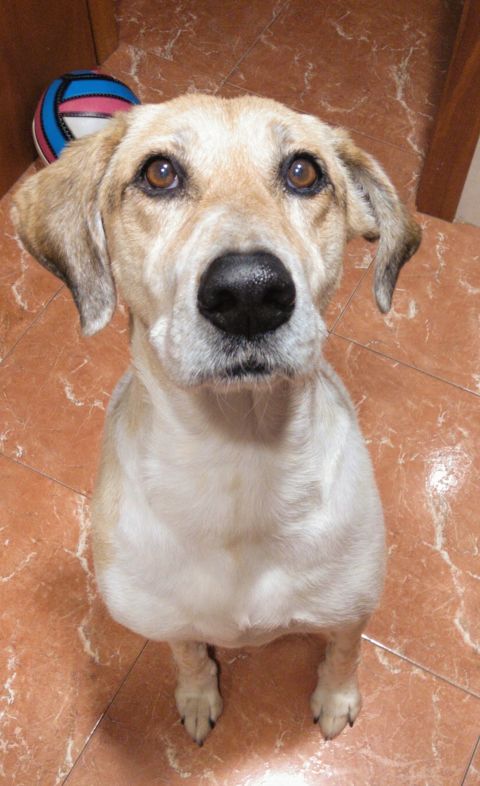 PANCHO