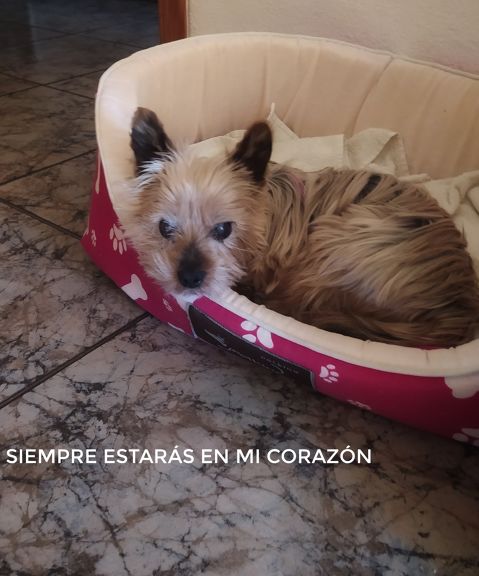 TOBY