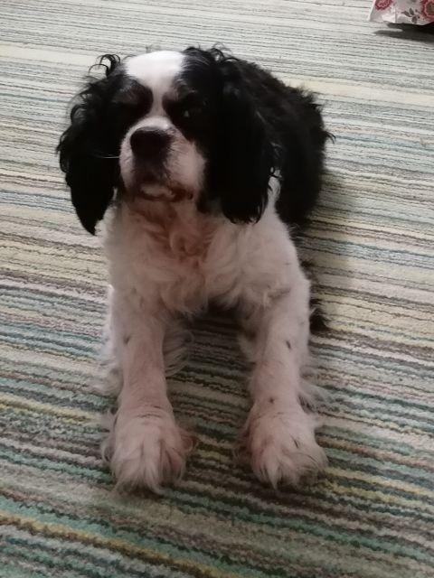 DUKY