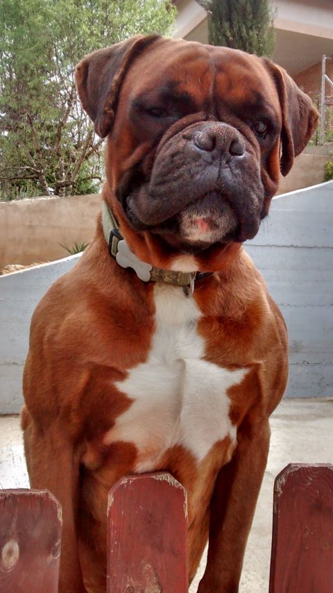 ROCO