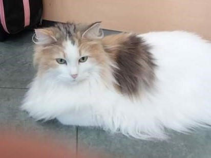 ALEGRA