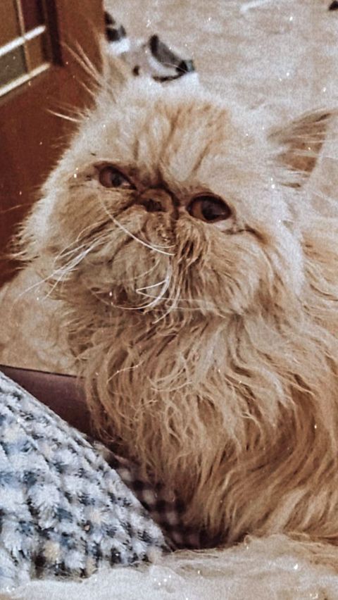 CHIWI