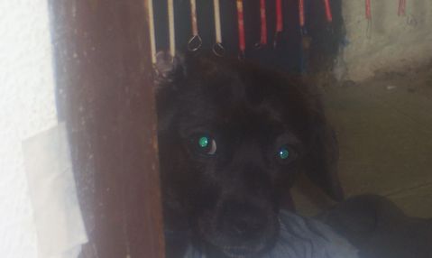 NEGRITA