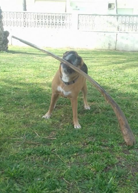 DIVA