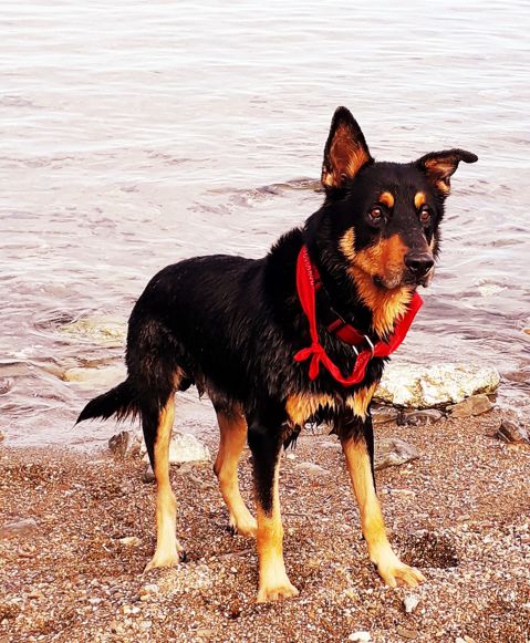 SPYKE