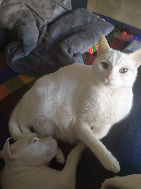 BLANQUITO
