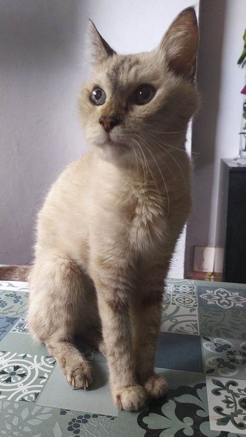 MINDY