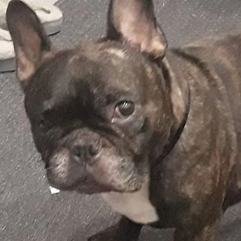 TYSON