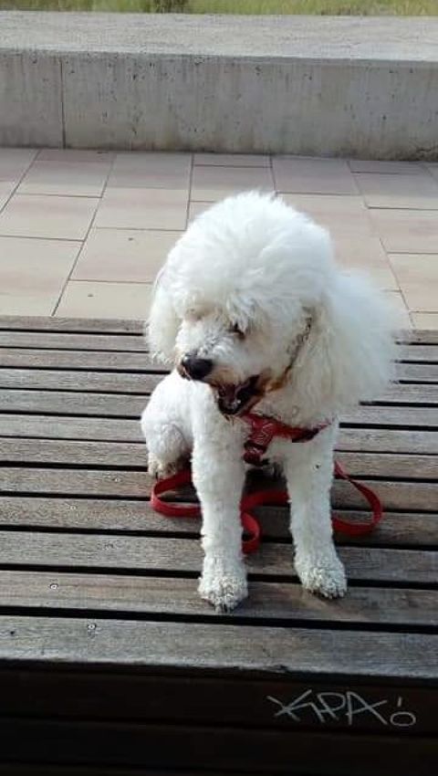 TOBI