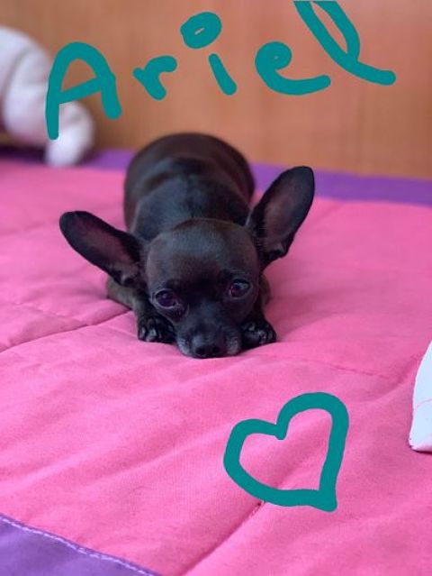 ARIEL