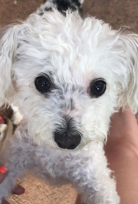 LOLA