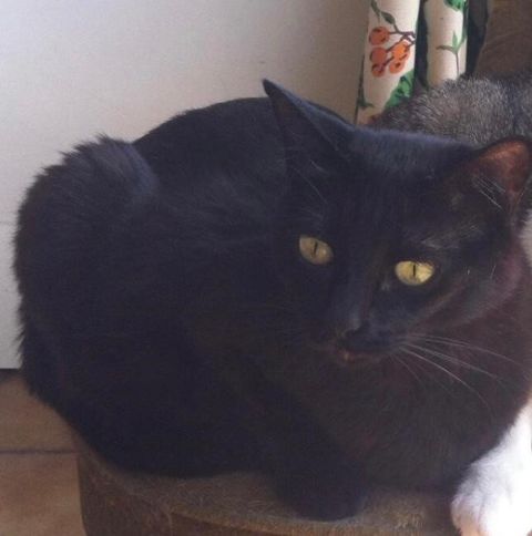 NEGRITA