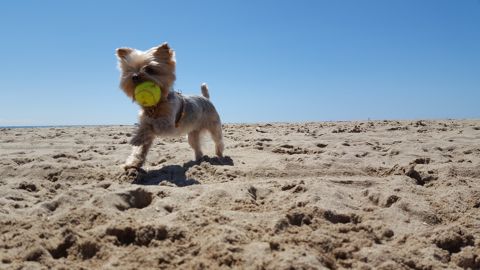 LUA