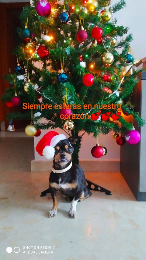 PRINCESA