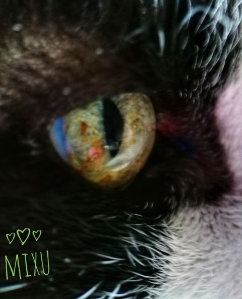 MIXU