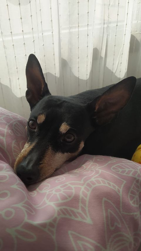 CHEKO