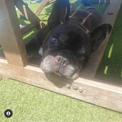 FRANKY