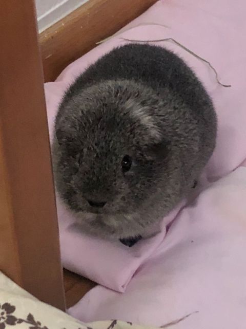 MAGUI