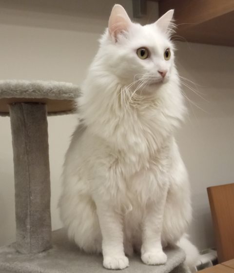 NINU