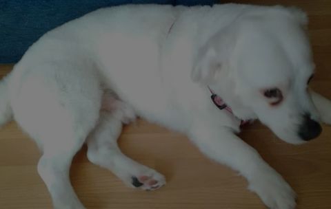 TOBI
