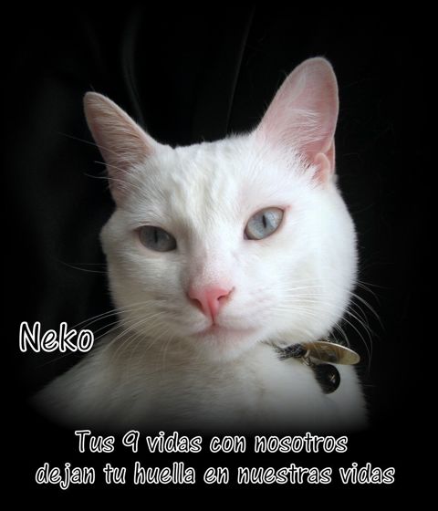 NEKO