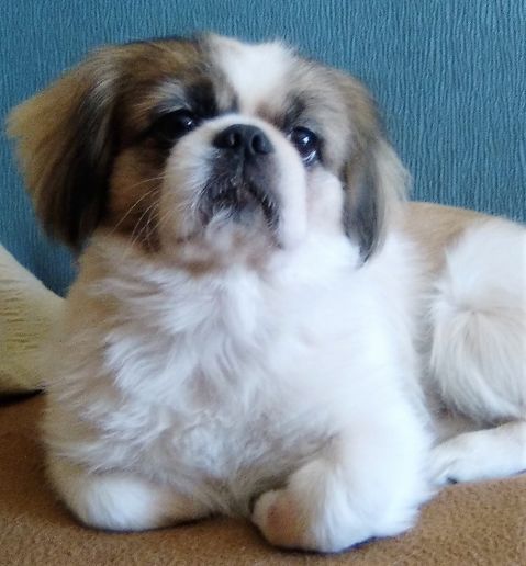 BOBY