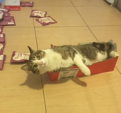GATO
