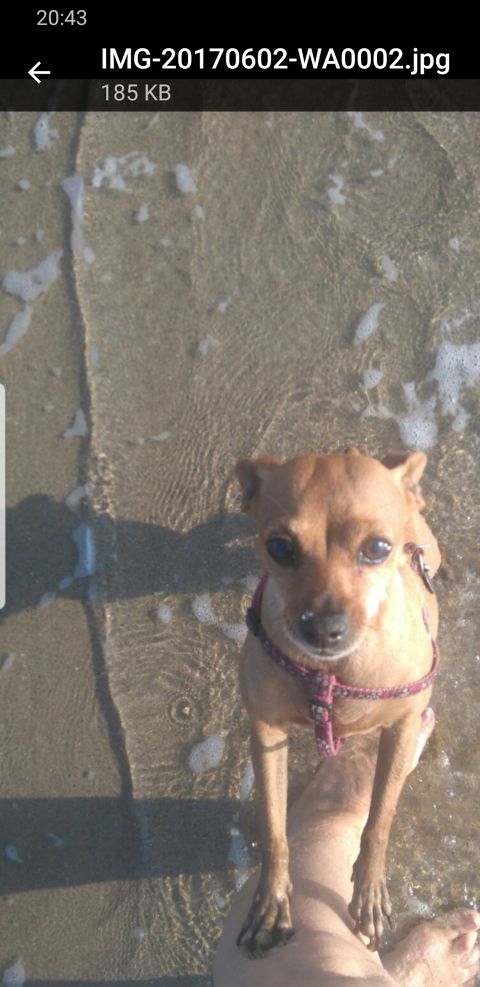 CHISPITA