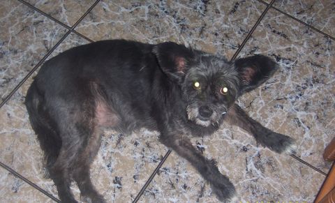 NEGRITA