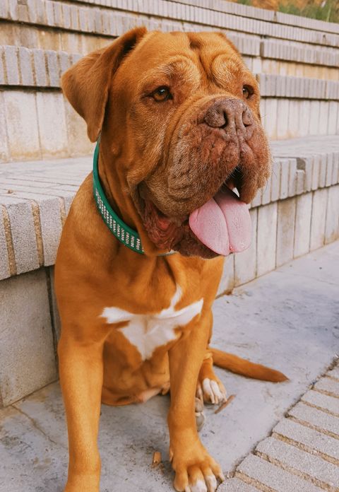 BIMBA