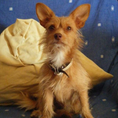 THOR