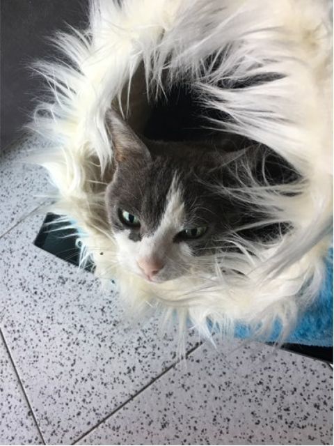NENA