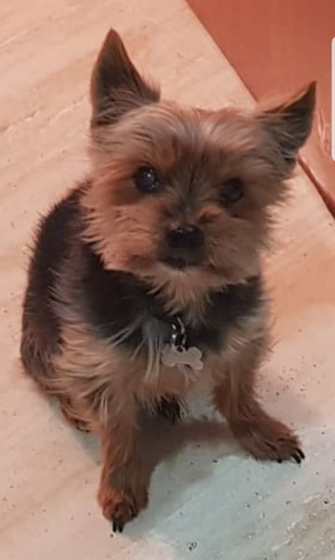 YAKO