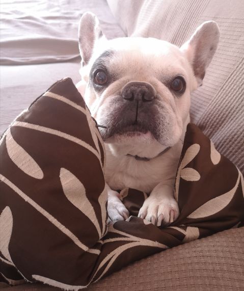 LLUNA