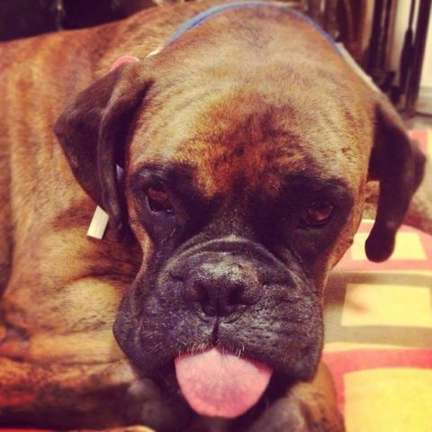 HUGO