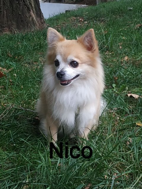 NICO