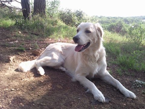 PERLA