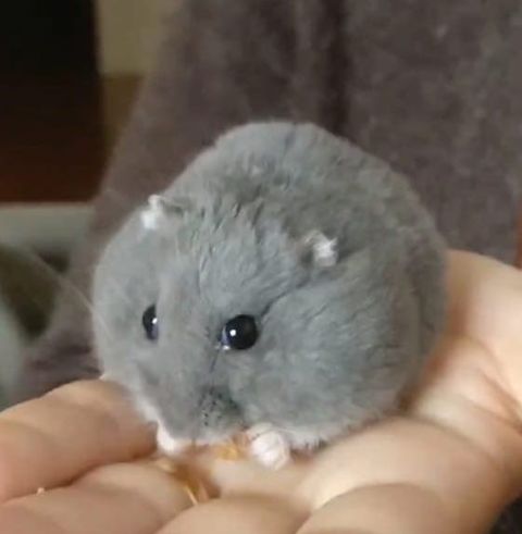 QUIL