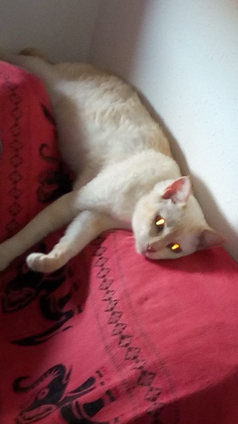 BLANQUITO