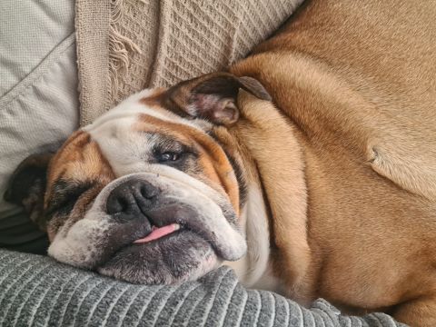 CUQUI
