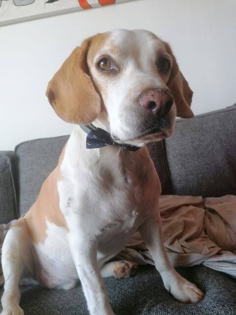 ARES