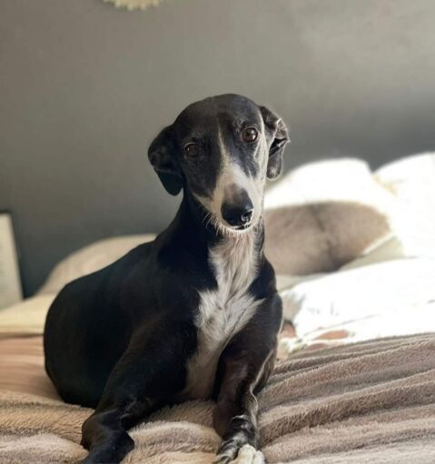 ARYA