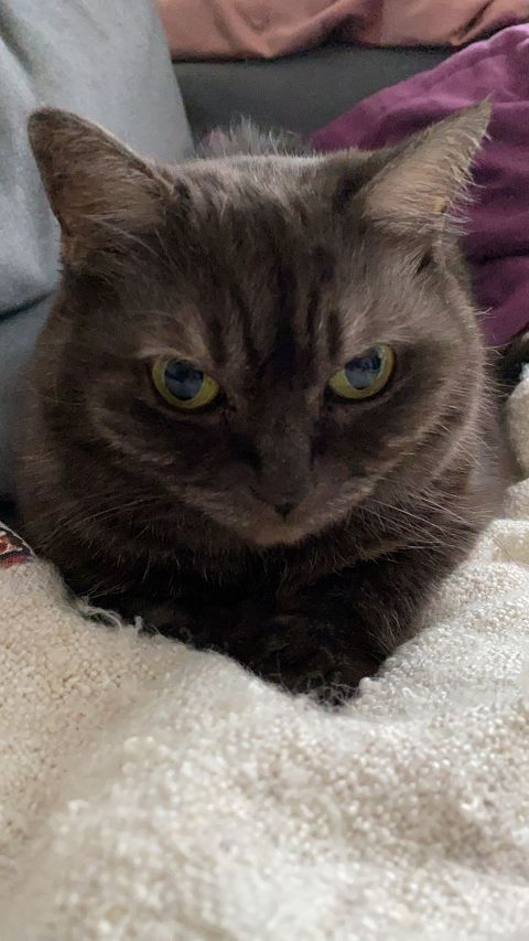 LEIA