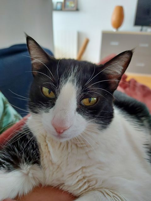 MISSY