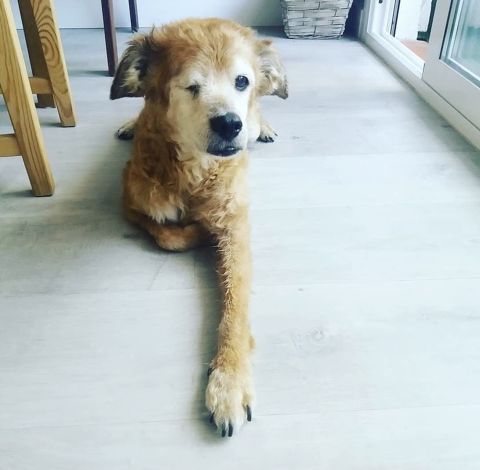 SIMBA