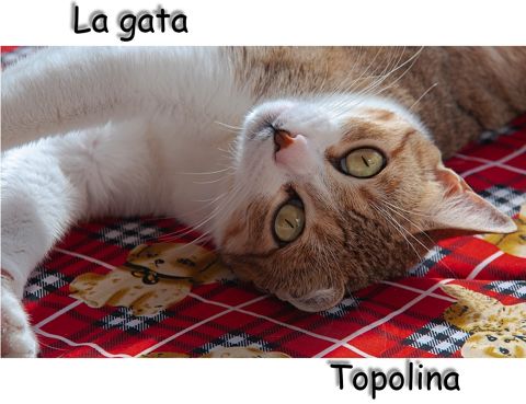 TOPOLINA