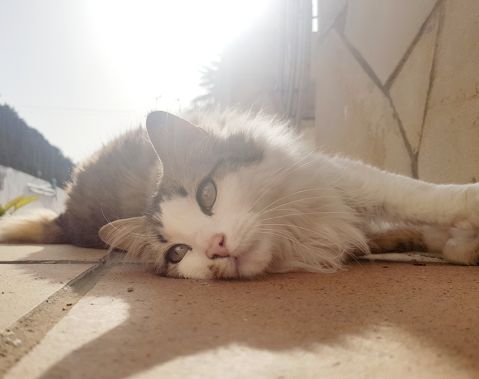 BEBÉ