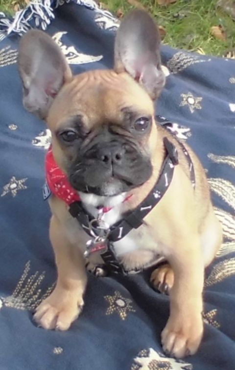 TOTI