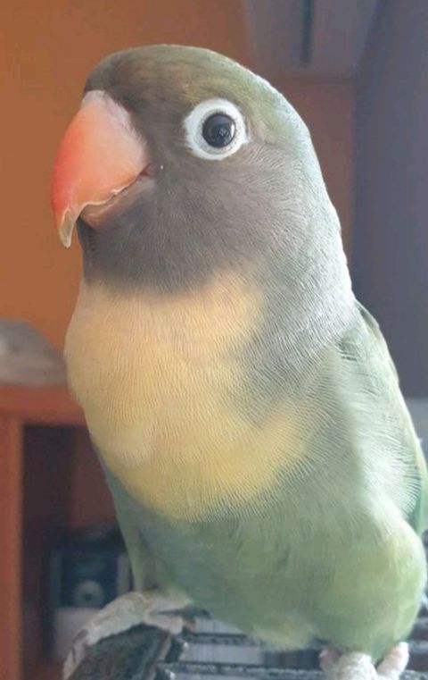 GORDITA