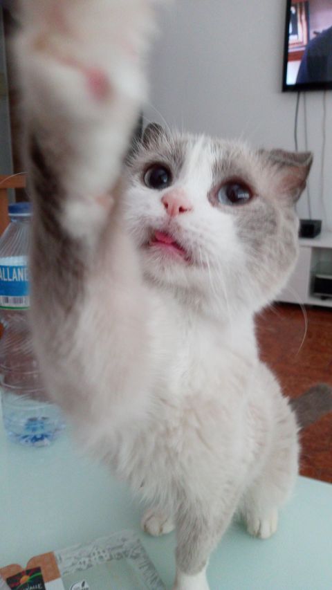 PACO
